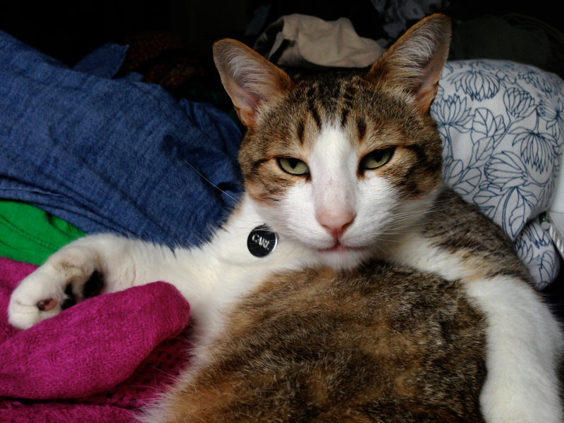 Illustration for article titled My Thanksgiving Miracles (+ Cat Picture)
